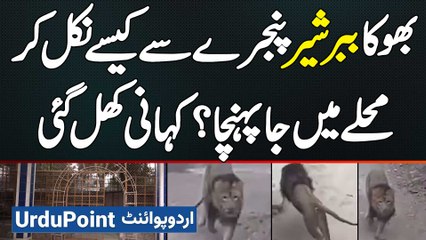 Lion Attack In Lahore - Sher Kaise Pinjra Nikal Ke Mohalle Me Ja Pahuncha? Goli Ka Order Kisne Diya?