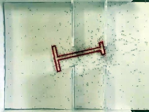 Les fourmis font une manœuvre intelligente