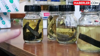 Türk Tıp Sülüğü 'Hirudo Sulukii' Dünya Literatürüne Girdi