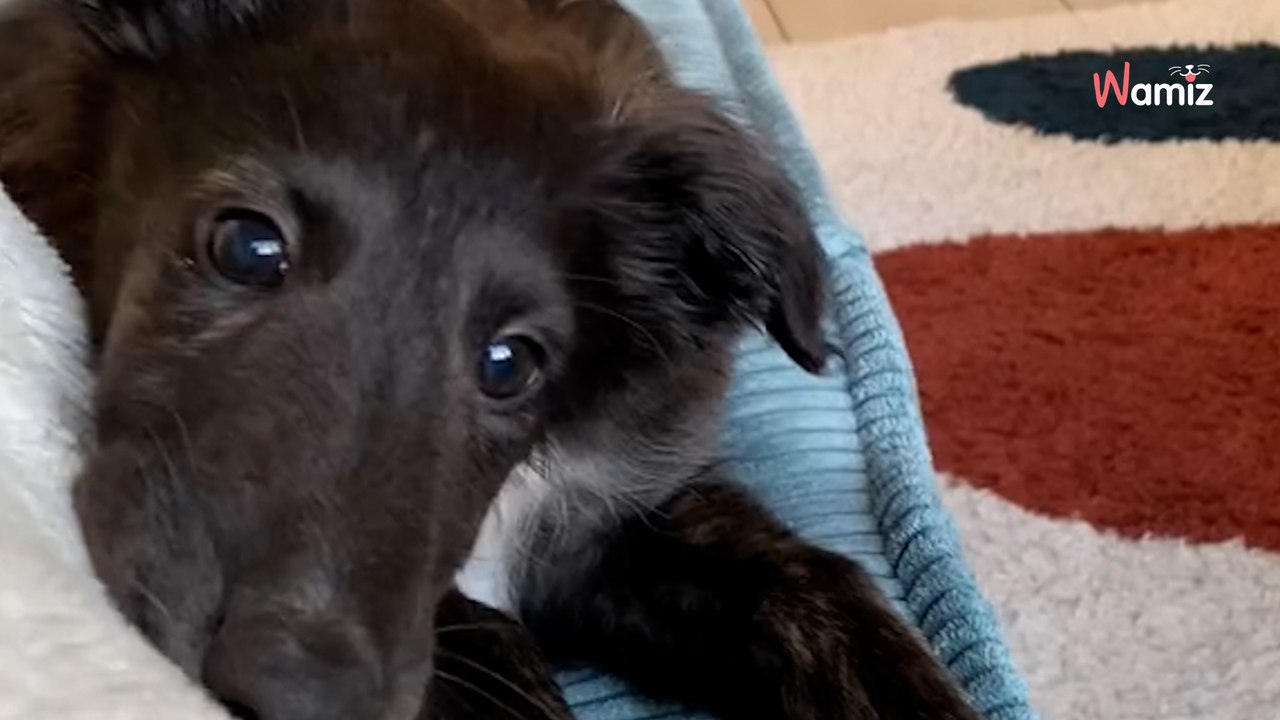 Ils ramènent leur chiot à la maison : dès qu'il pose une patte à l'intérieur, il fait tomber les masques (vidéo)