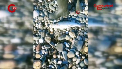 Türk somonları sınır aştı, Gürcüler sahillere koştu