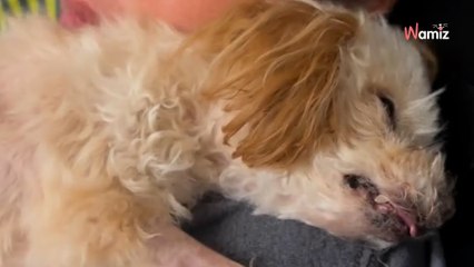 Elle filme les derniers instants de son chien avant la piqûre fatale : soudainement, la situation se retourne (vidéo)