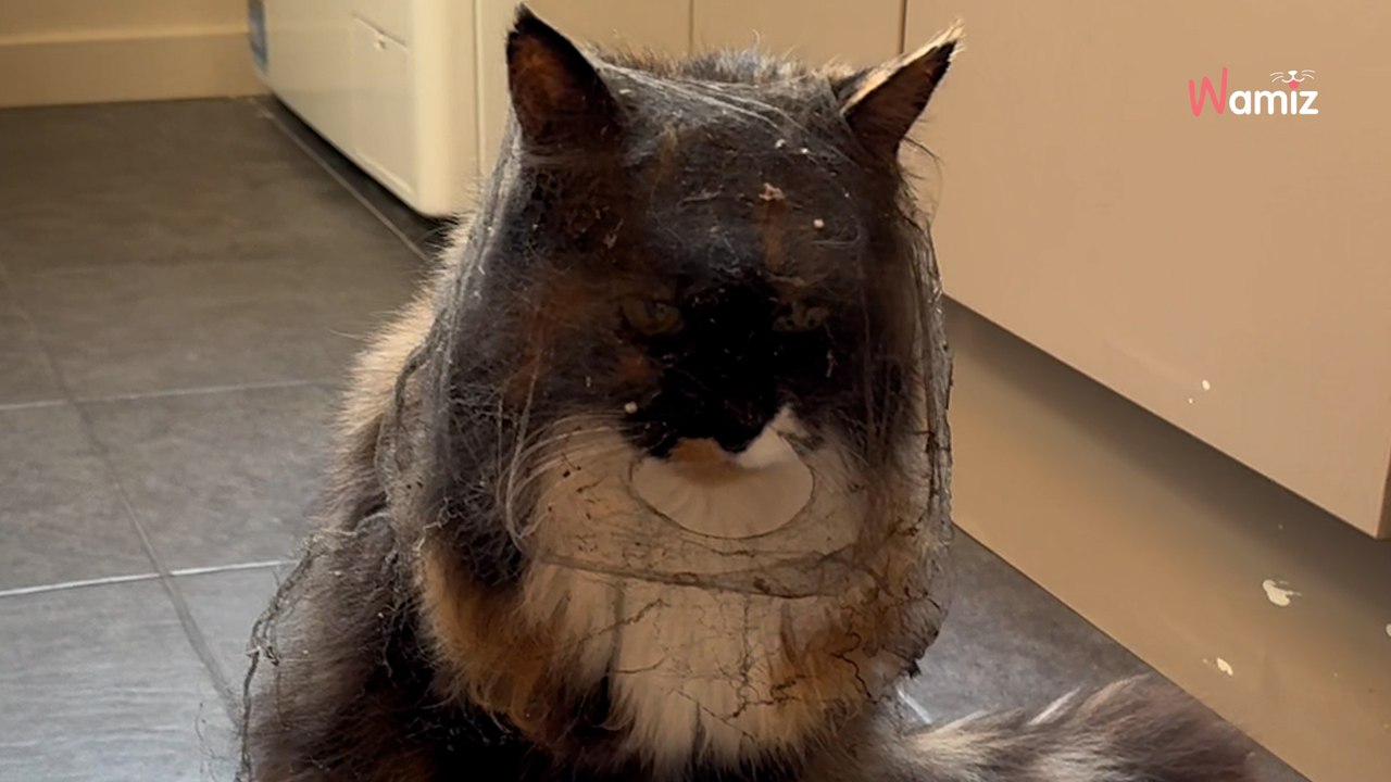 Le chat explore le sous-sol de sa maison en toute discrétion : un « petit » détail va le trahir (vidéo)