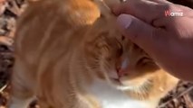 Le chat cherche à se protéger du froid : ils ont du mal à le croire en découvrant son abri de fortune (vidéo)