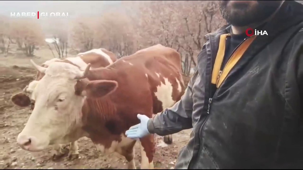 Elazığlı besicinin inekleri ile olan dostluğu gülümsetti: "Bunlar benim prenseslerimdir"