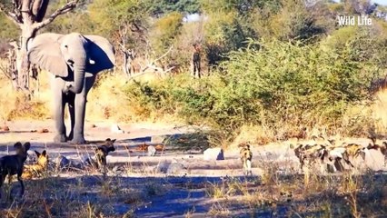 WILD Dogs Steal Food from Leopard and Elephant! Wild Life