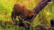 When Wild Dogs Attack A Leopard's Prey Stolen by Elephants! Wild Life