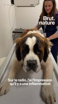 24 heures dans les urgences vétérinaires