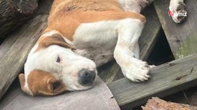 Étendu dans les déchets et blessé, ce chien n'avait plus aucun espoir d'être sauvé, quand soudain...