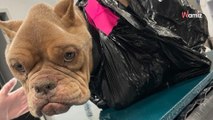 La tête d'un chien dépasse d'un sac poubelle : un indice précieux donne espoir de retrouver le coupable