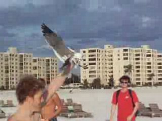 Comment attraper une mouette
