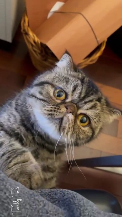 Do you understand CAT What is he asking for