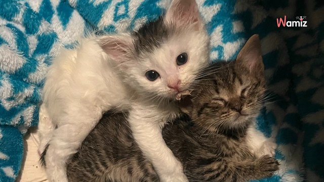 Il entend des pleurs sur son lieu de travail : en suivant le son, il découvre des chatons en grand danger
