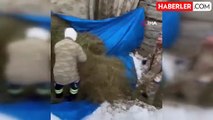 Artvin'de zorlu kış şartlarında hayvanlar için ot taşıma mücadelesi