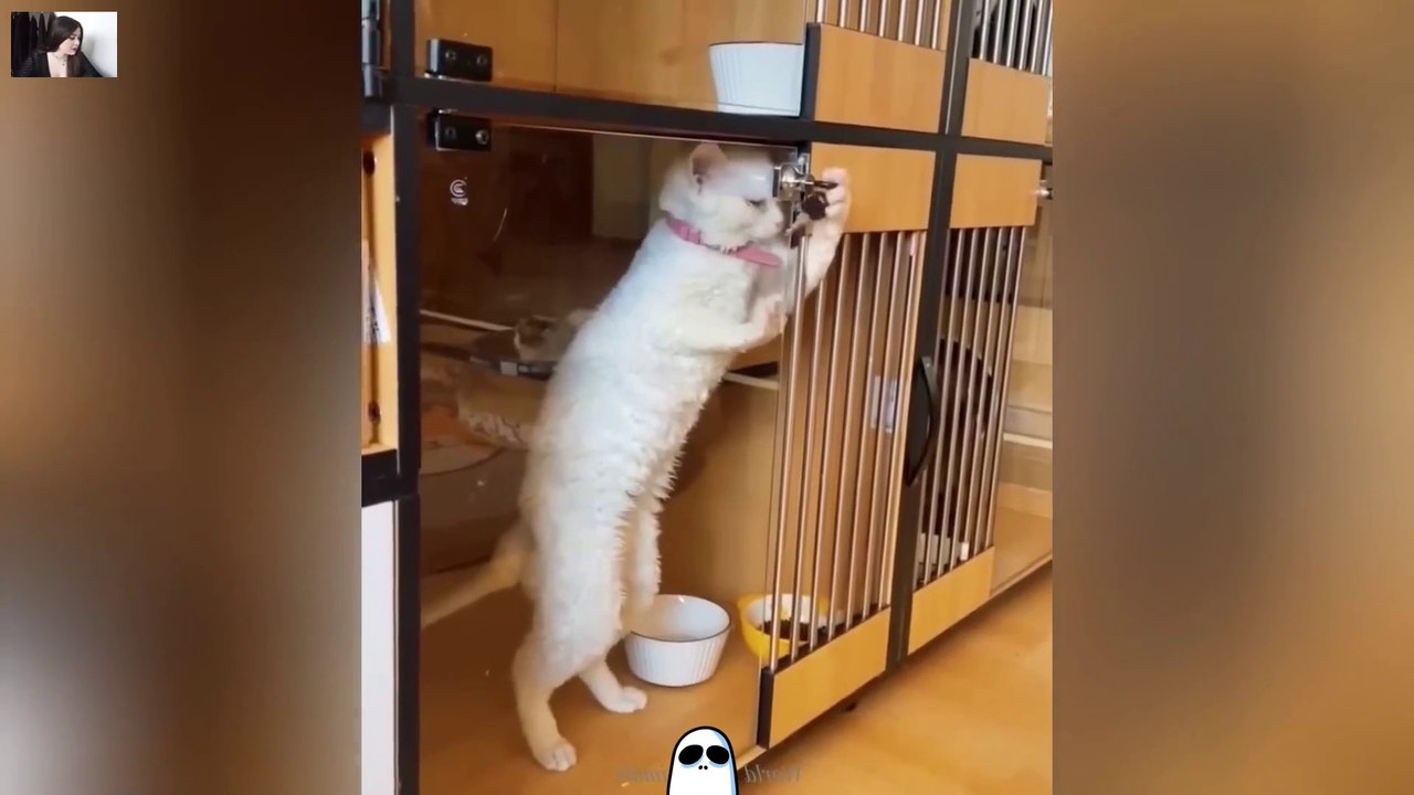 "🤣 Ultimate Funny Cats And Dogs Fails Compilation | Try Not to Laugh Challenge 😂 Hilarious People's Life Moments"