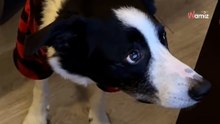Border collie ve una película navideña: 1 millón de internautas quedan fascinados por su actitud