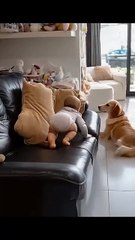 Baby’s Guardian Angel Dog.