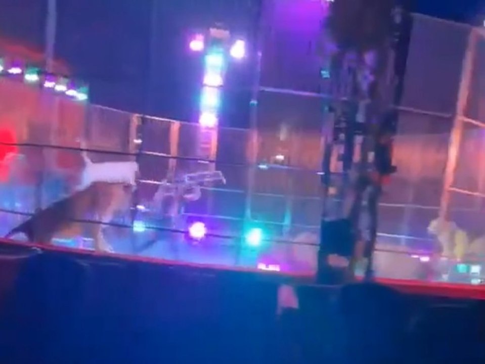 Krasse Bilder: Trainer schlägt im Zirkus auf Löwen ein
