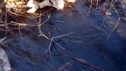 Erzurum'da tedirgin eden balık ölümleri