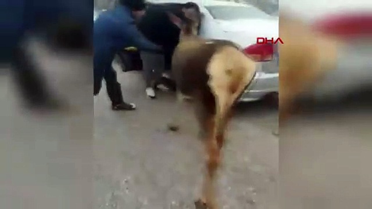 Burdur'da karşılarına çıkan kızılgeyiği beslediler