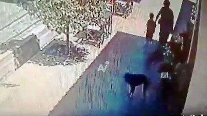 VIDEO: ¡Sin motivo! Un hombre atacó a una mascota que estaba en la calle