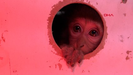 Otobüsle gönderilen koliden beslenmesi yasak maymun çıktı!