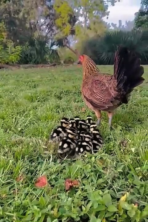 West cute animals 2024😂 #cutespets #cute #animals #shorts #cuteanimals