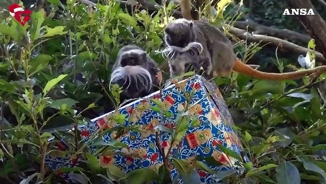 Roma, anche gli animali del Bioparco ricevono i regali di Natale