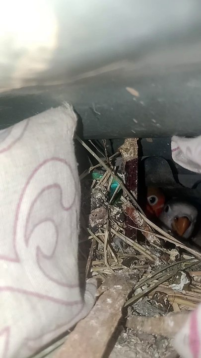 Love bird chicks