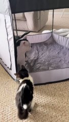 Introducing our two cats