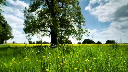 flowers video 2 youtube