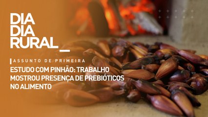 Estudo com pinhão: trabalho mostrou presença de prebióticos no alimento