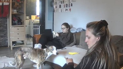 Girl tries to walk on wooden flooring with socks and falls with a loud thud