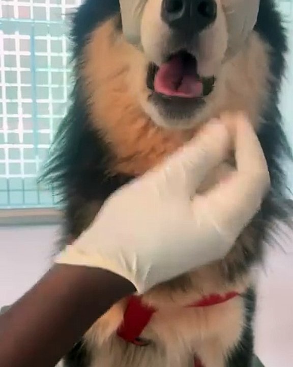 🐾 Dive into the adorable world of CATS! 🐱💕 In this purr-fectly curated v