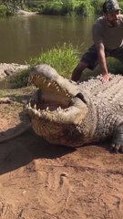 Terrifying sound made by Henry, the world’s oldest crocodile at 124 Years Old