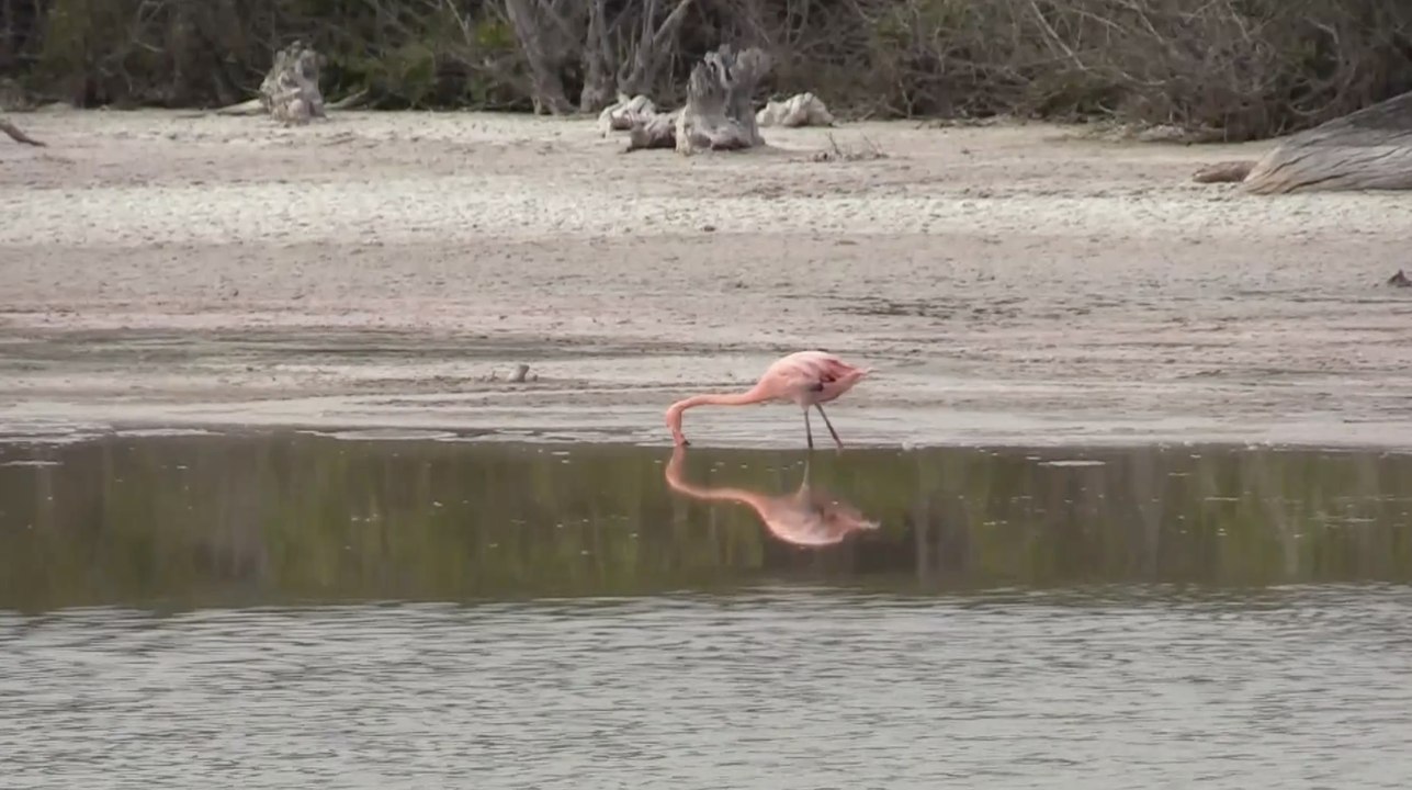 La población de flamingos de Galápagos disminuye debido al cambio climático y especies invasoras