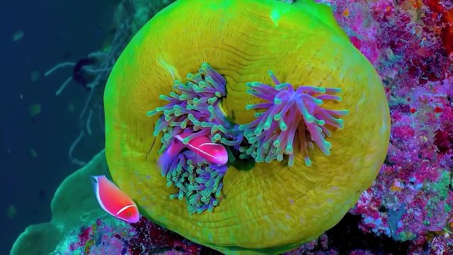 Underwater OLED Demo HDR 8k Dolby Vision 60fps l The Colors of the Ocean