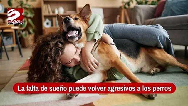 La falta de sueño puede volver agresivos a los perros