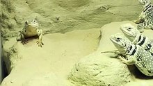 Iguana que habla
