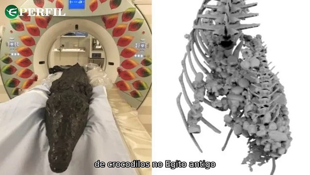 Descobertas egípcias: crocodilo mumificado, feriados de 2025 e Cadastro Nacional dos Pets revelados