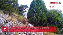 Her biri tek tek kameraya takıldı! Ayı, yaban tavşanı ve çakal