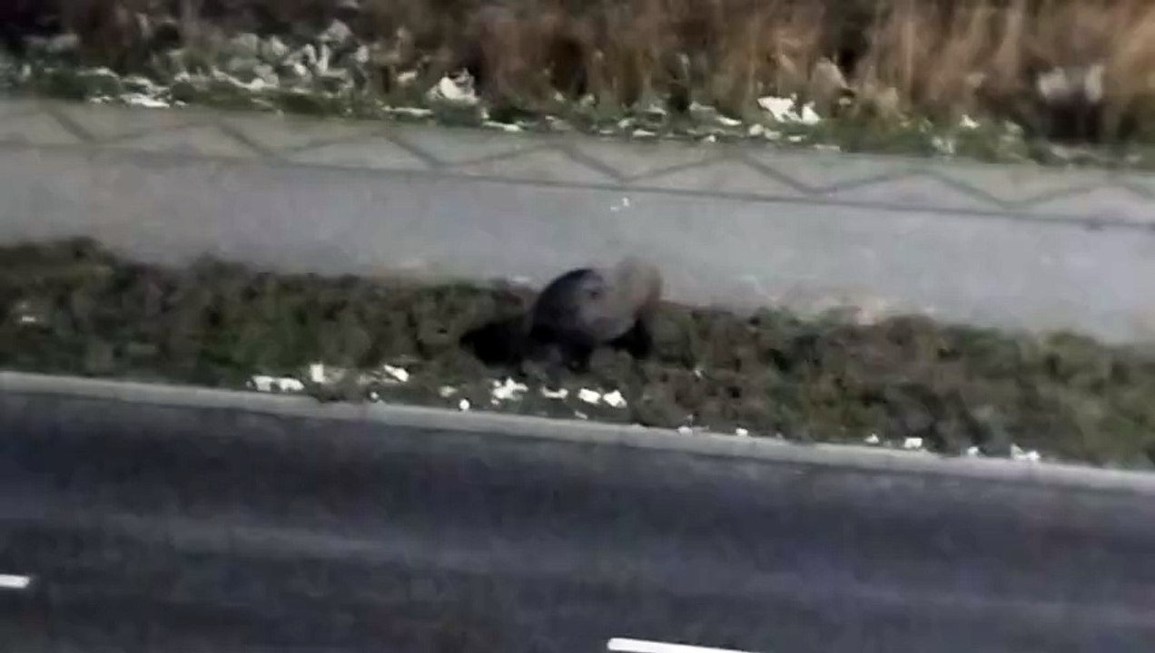 Dziki na rzeszowskim Staromieściu