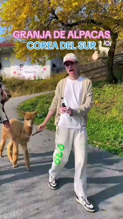 1 dia en una granja de Alpacas  kpop corea alpacas granjacoreana coreadelsur vlog