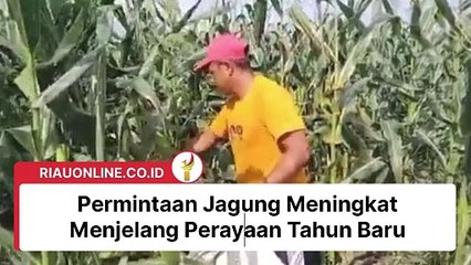 Permintaan Jagung Meningkat Menjelang Perayaan Tahun Baru