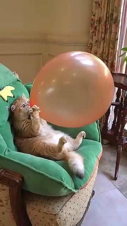 FUNNY CAT