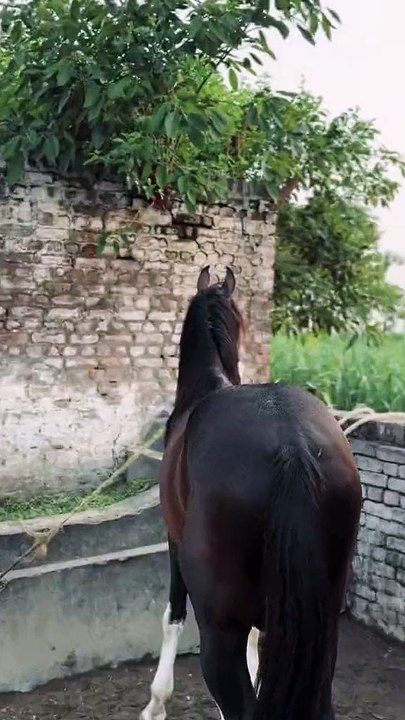 Horse🐎🐎🐎 lovers fan
