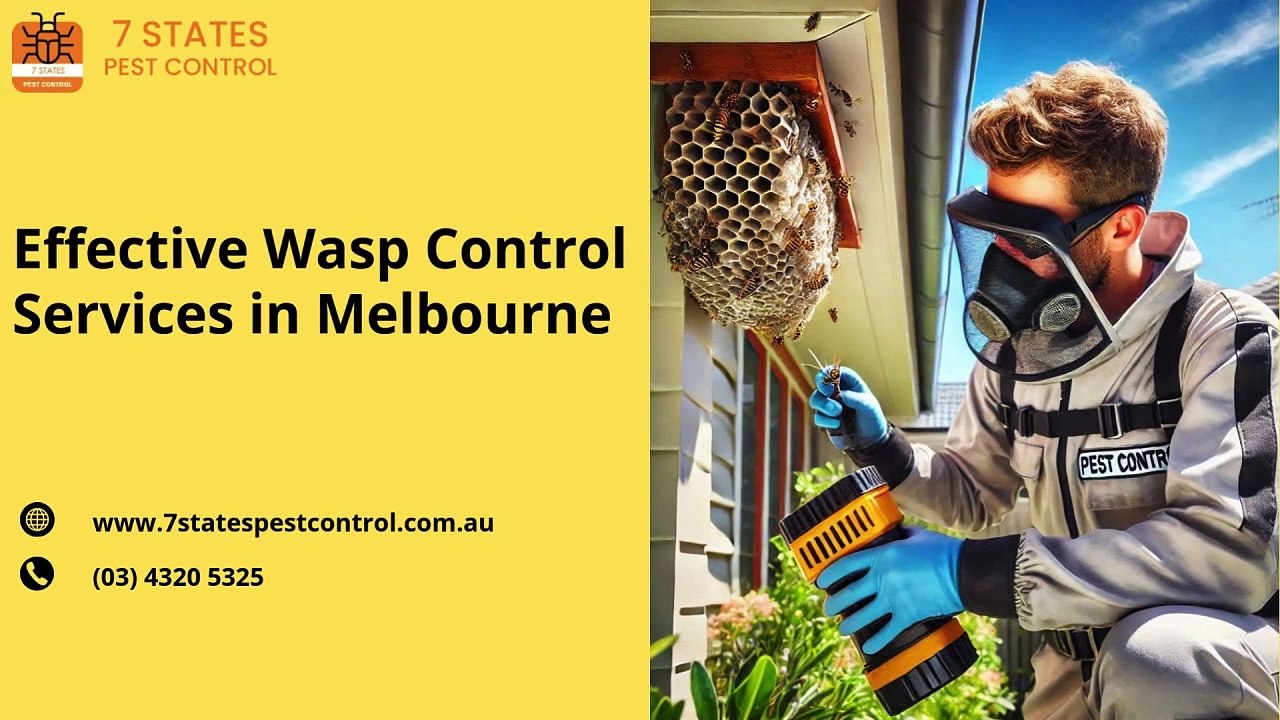Wasp Control Services in Melbourne