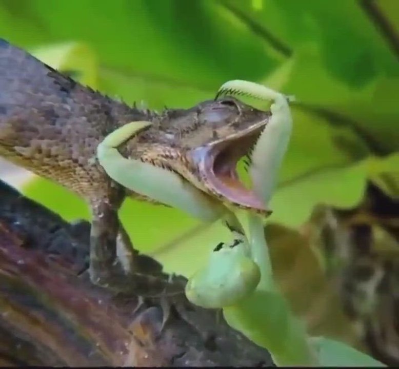 Graban la batalla entre un lagarto y una mantis: no creerás quién gana