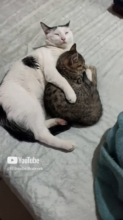 😺💌 ¡Pernanca Feliz Envia Saludos a Todos Sus Seguidores de YouTube! 🎉🐾 #Shorts