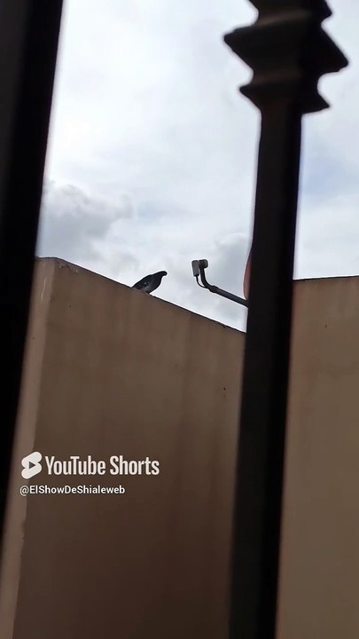 🕊️✨ ¡Las Palomas Seres Alados Llegan a Visitarme en el Techo de la Casa del Vecino! 🏠🐦 #Shorts